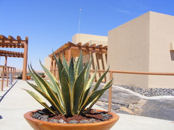 Cactus in front of a villa